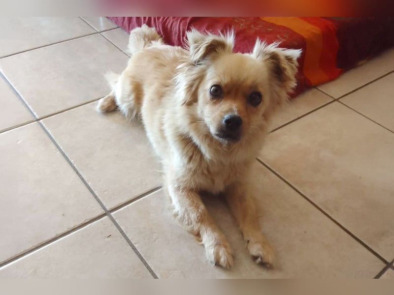 Devi sucht ein Zuhause