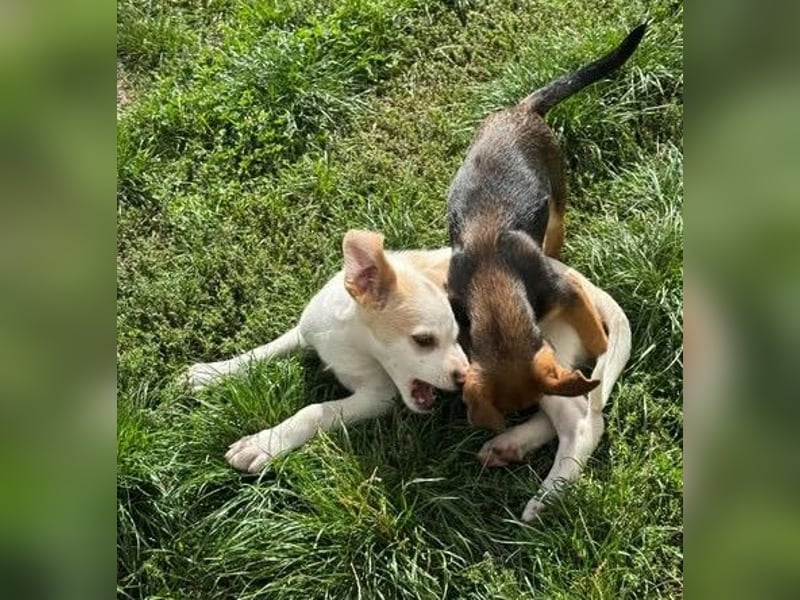 Liebenswertes Hundekind Samson