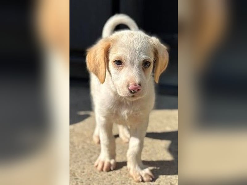 Liebenswertes Hundekind Samson