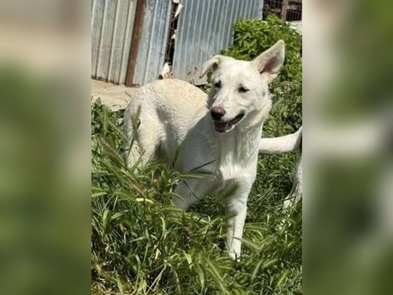 Hübsche Junghündin Claire sucht liebevolles Zuhause