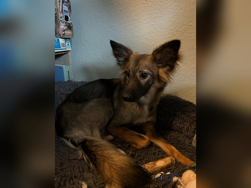 Kleine süße maus sucht zu hause