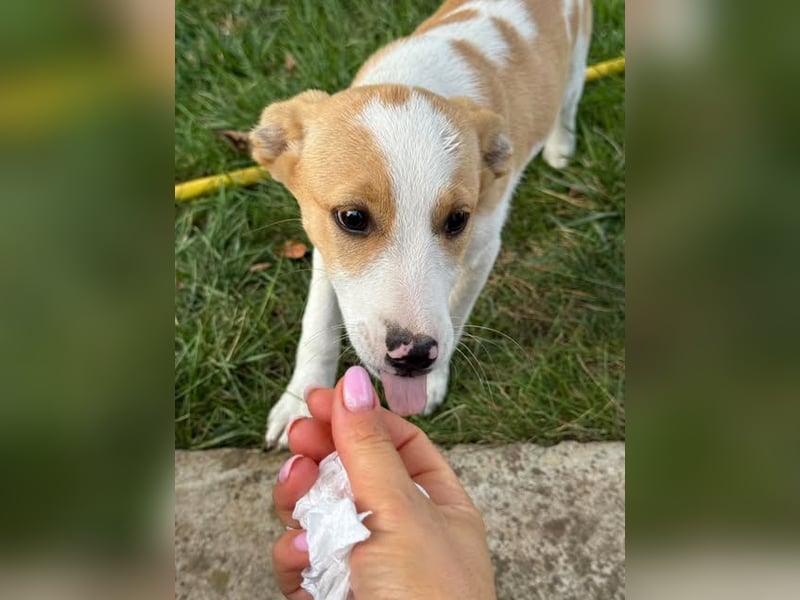 Hübsches Hundekind Marissa