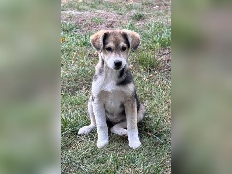 Hundekind Minga - sucht Zuhause