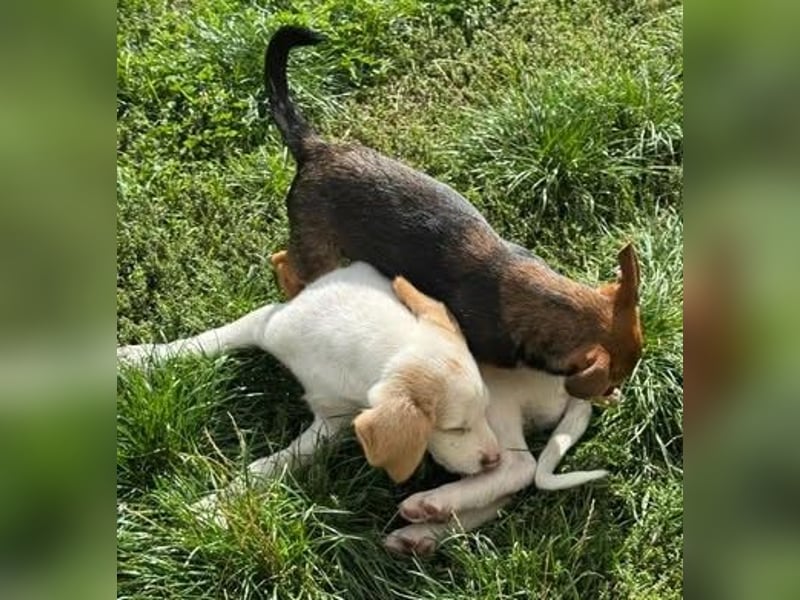 Liebenswertes Hundekind Samson