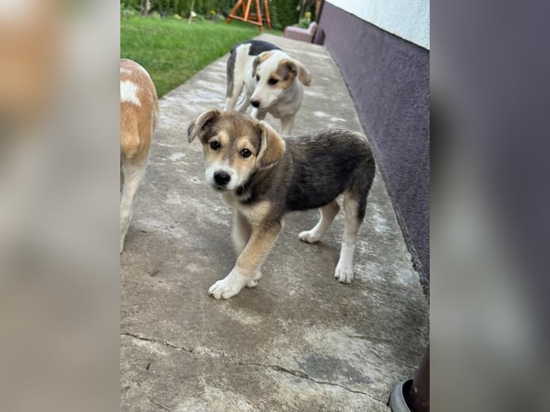 Hundekind Mariella hofft auf einen Neustart