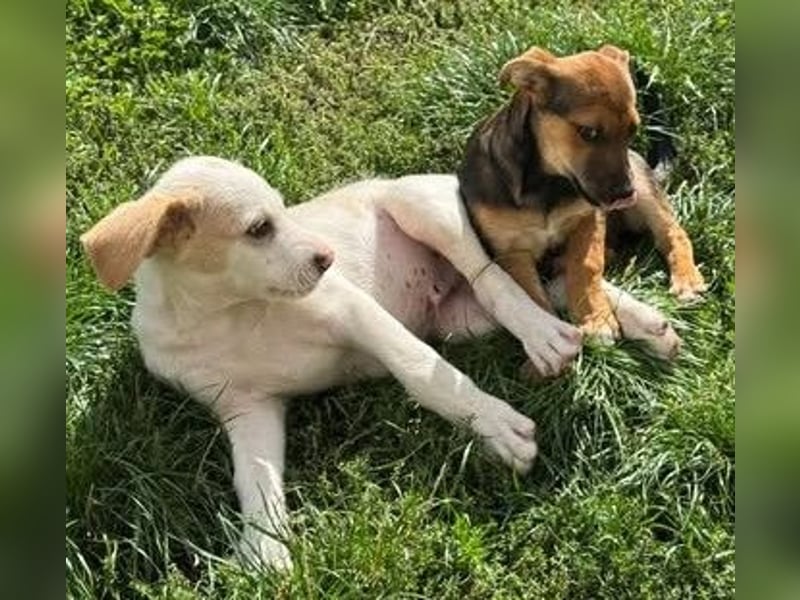 Liebenswertes Hundekind Samson