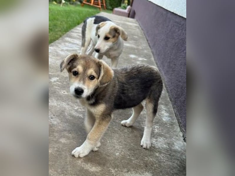 Hundekind Minga - sucht Zuhause