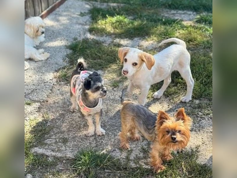 Liebenswertes Hundekind Samson