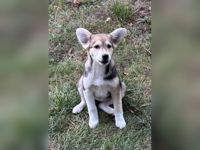 Hundekind Minga - sucht Zuhause