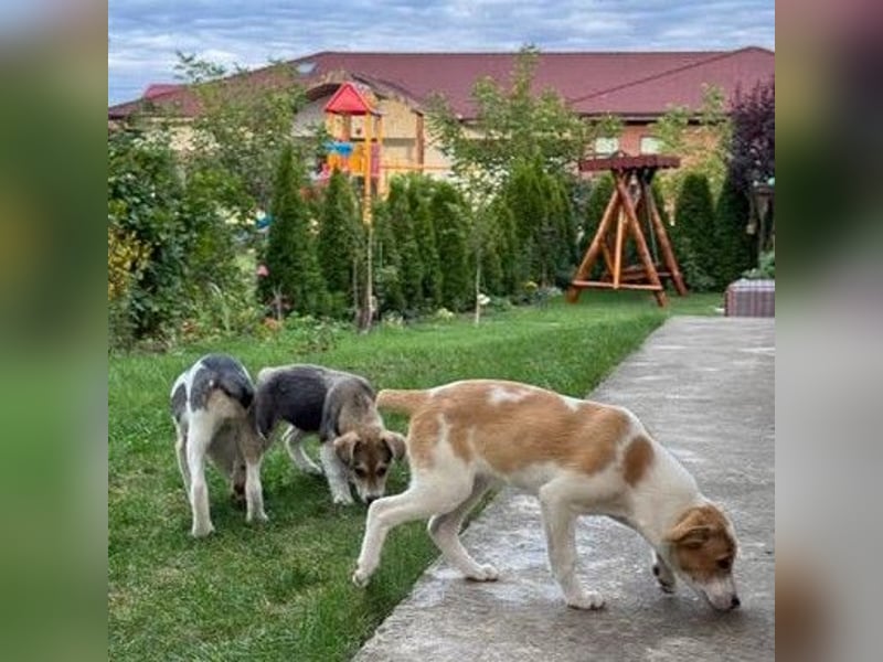 Hübsches Hundekind Marissa