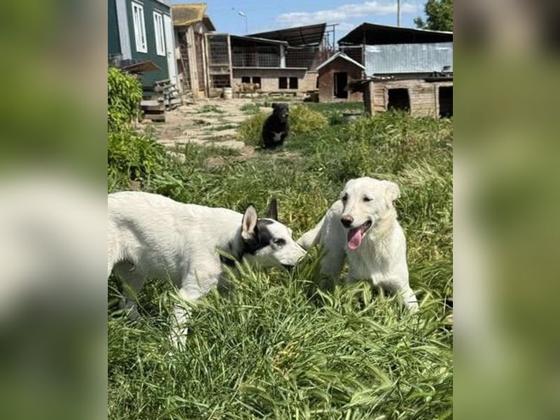 Hübsche Junghündin Claire sucht liebevolles Zuhause