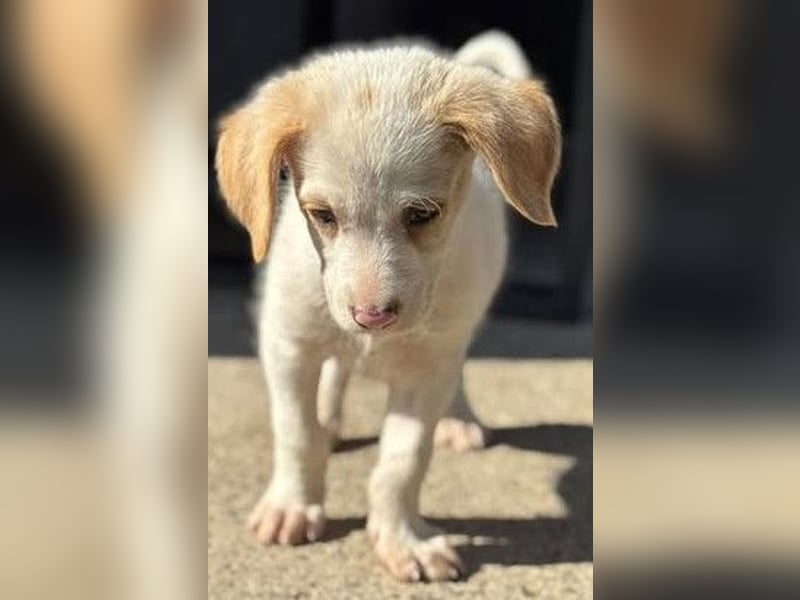 Liebenswertes Hundekind Samson