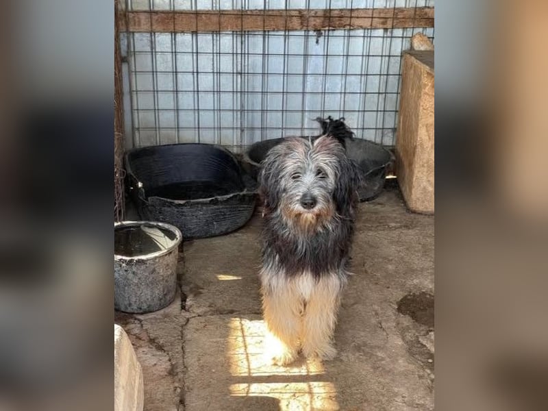 Einzelprinz Oliver will geliebt werden