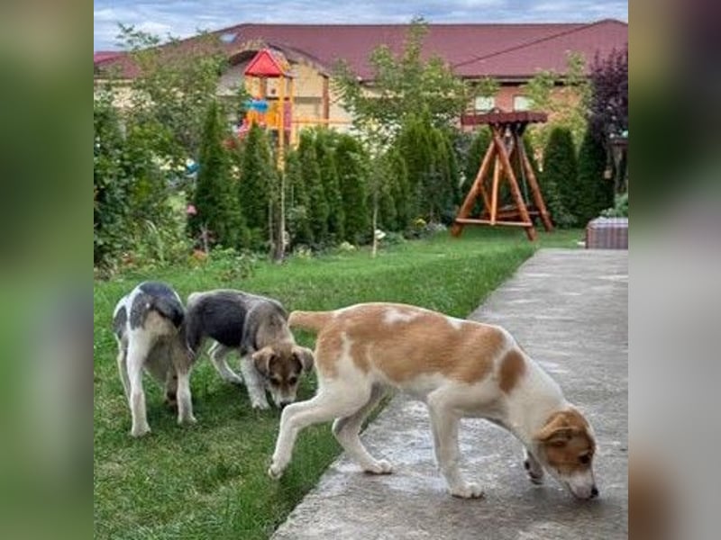 Hundekind Minga - sucht Zuhause