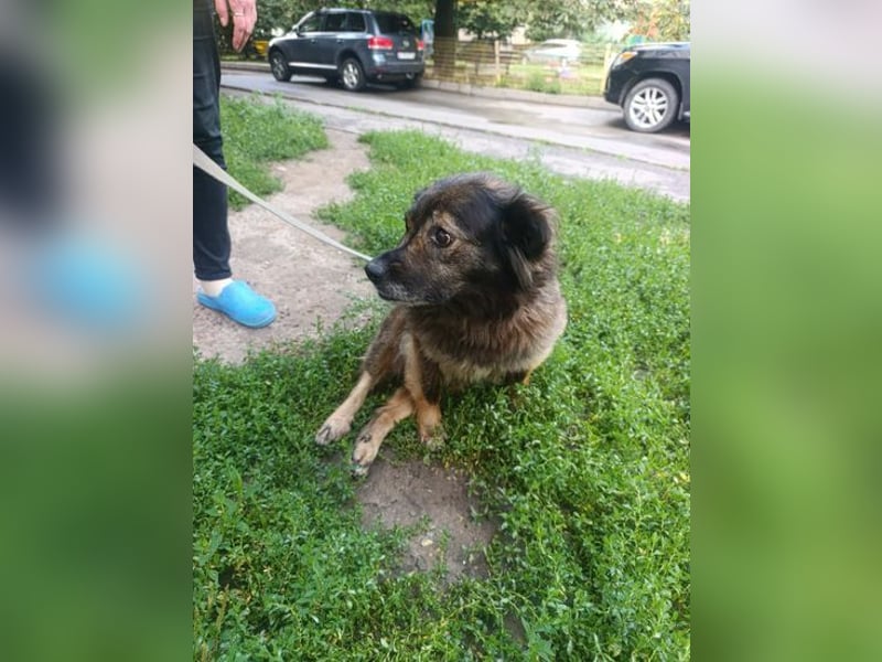 Rosa in NOT - sucht dringend Pflegeplatz im Raum Berlin