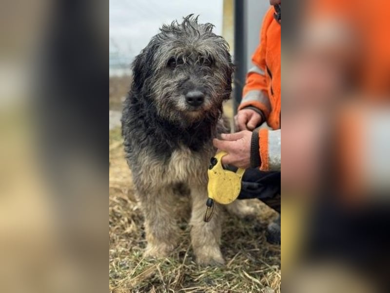 Einzelprinz Oliver will geliebt werden