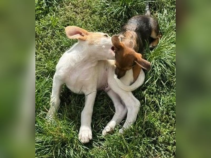 Liebenswertes Hundekind Samson