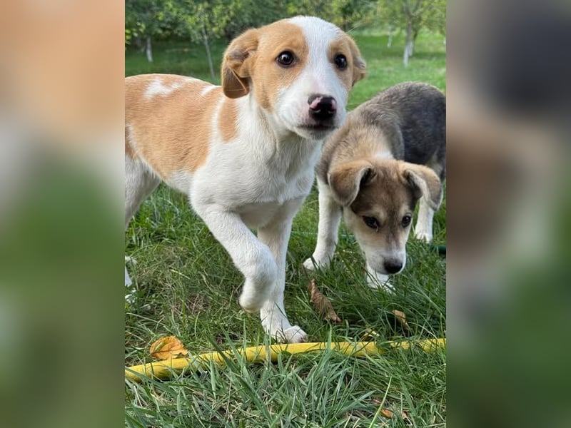Hundekind Minga - sucht Zuhause