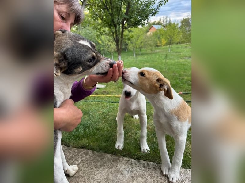 Hübsches Hundekind Marissa