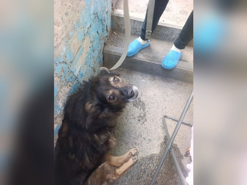 Rosa in NOT - sucht dringend Pflegeplatz im Raum Berlin