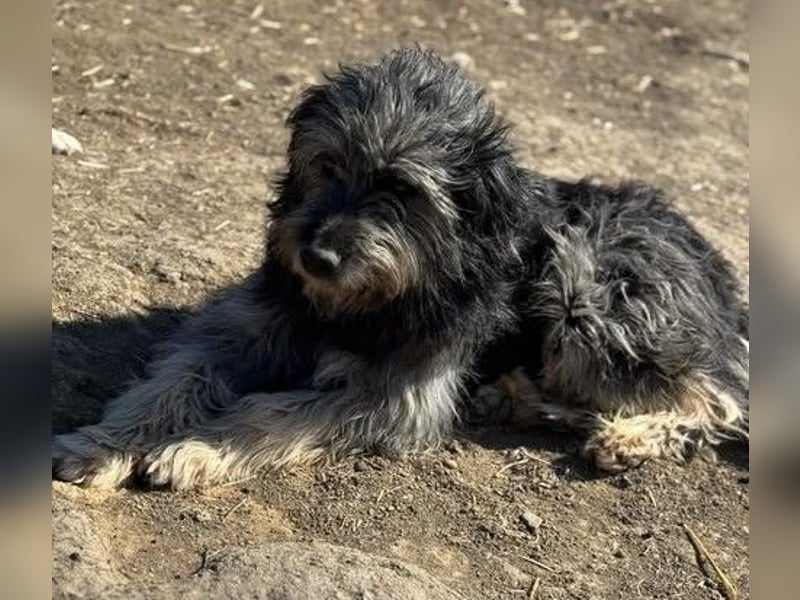 Einzelprinz Oliver will geliebt werden