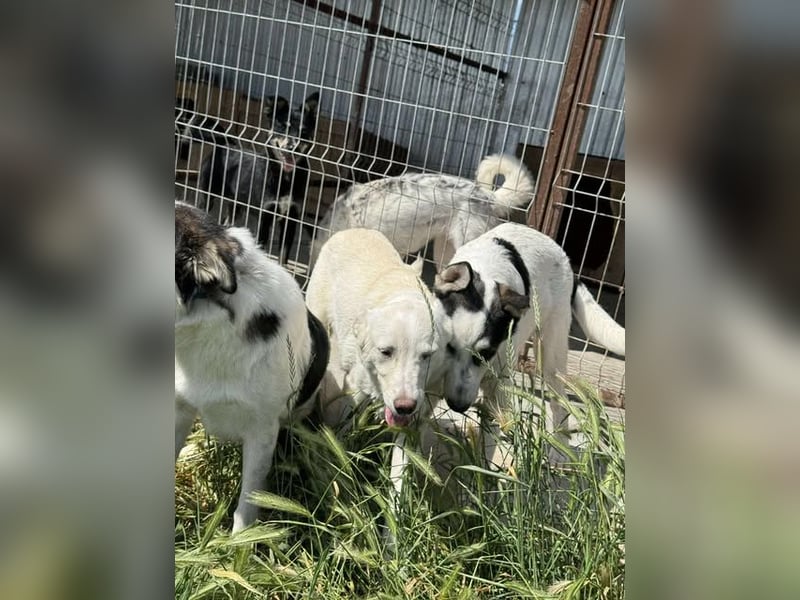 Hübsche Junghündin Claire sucht liebevolles Zuhause