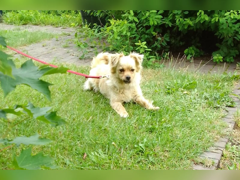 Devi sucht ein Zuhause