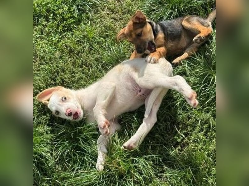 Liebenswertes Hundekind Samson