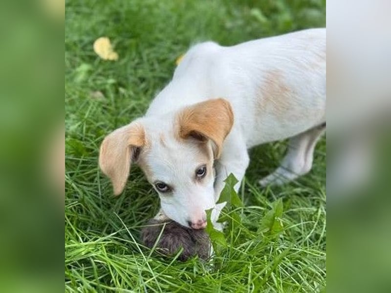 Liebenswertes Hundekind Samson