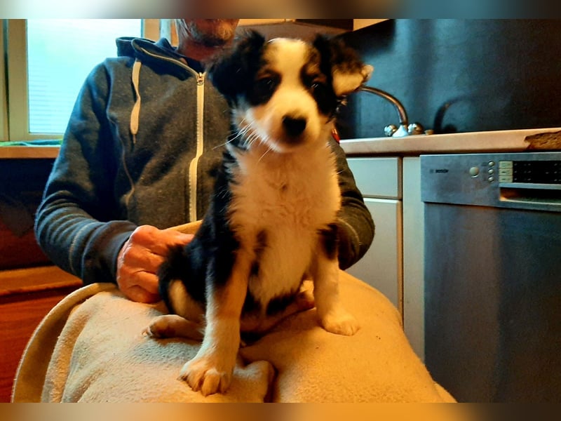 Sheltie Collie Mischlings Welpen