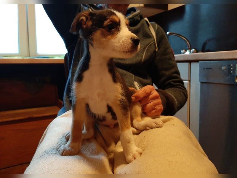 Sheltie Collie Mischlings Welpen