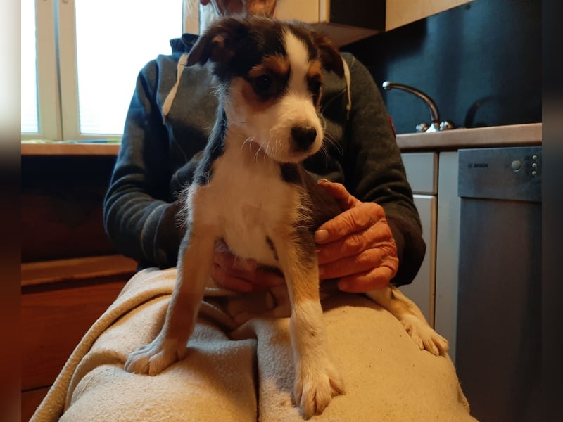 Sheltie Collie Mischlings Welpen