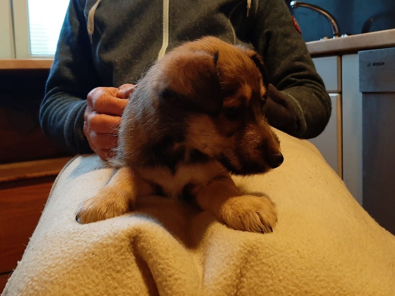 Sheltie Collie Mischlings Welpen