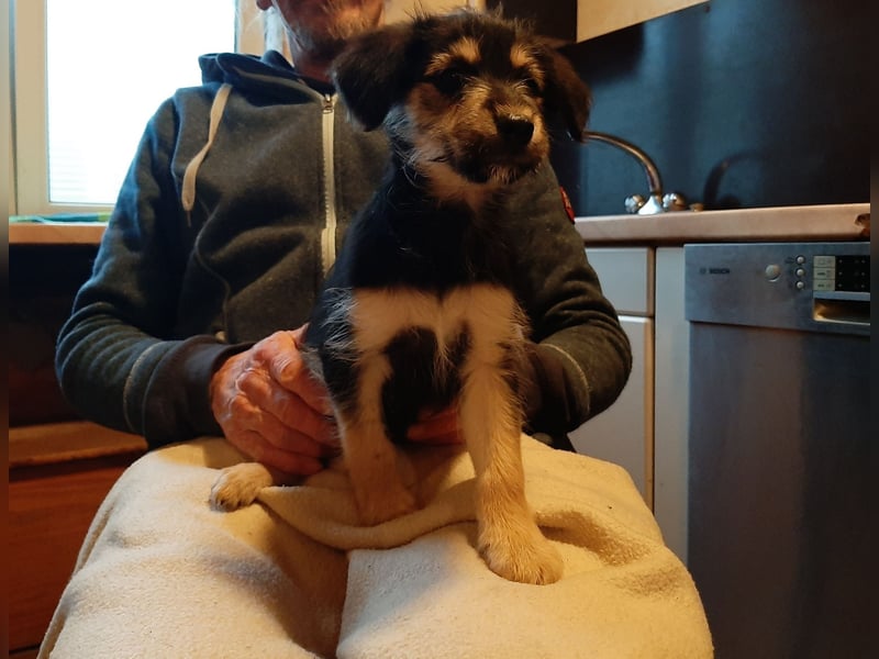 Sheltie Collie Mischlings Welpen