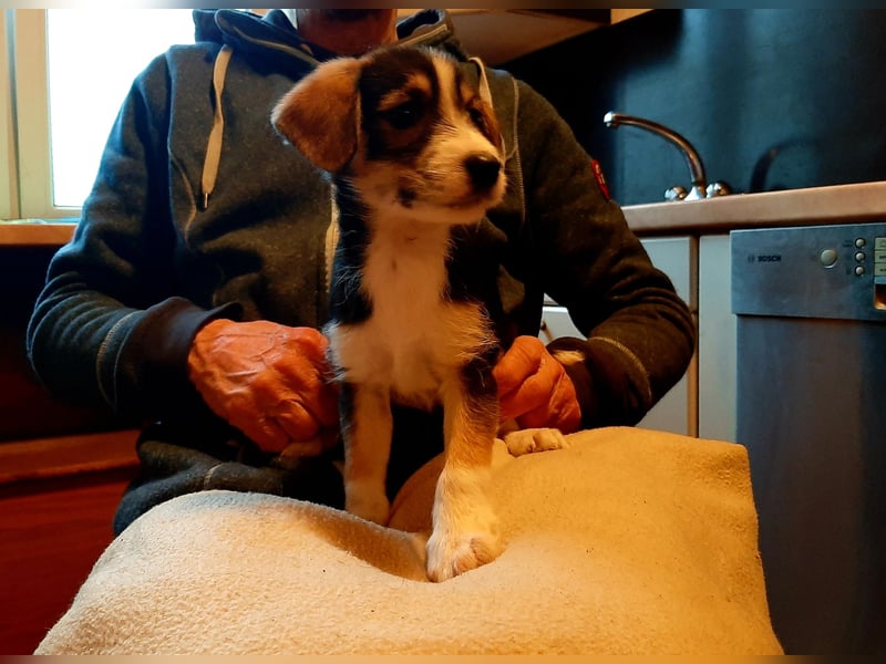Sheltie Collie Mischlings Welpen