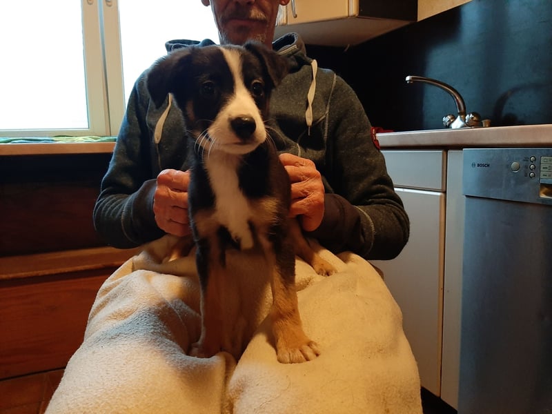 Sheltie Collie Mischlings Welpen