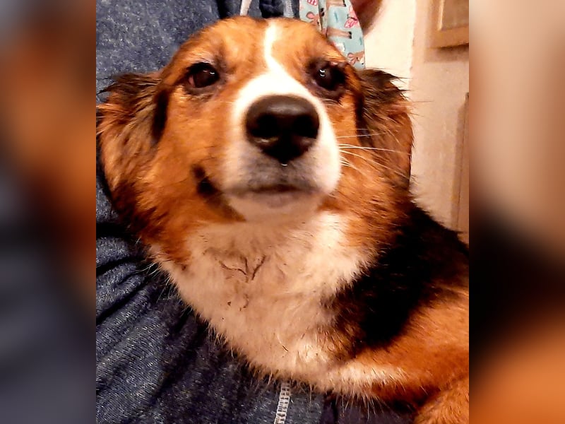 Sheltie Collie Mischlings Welpen