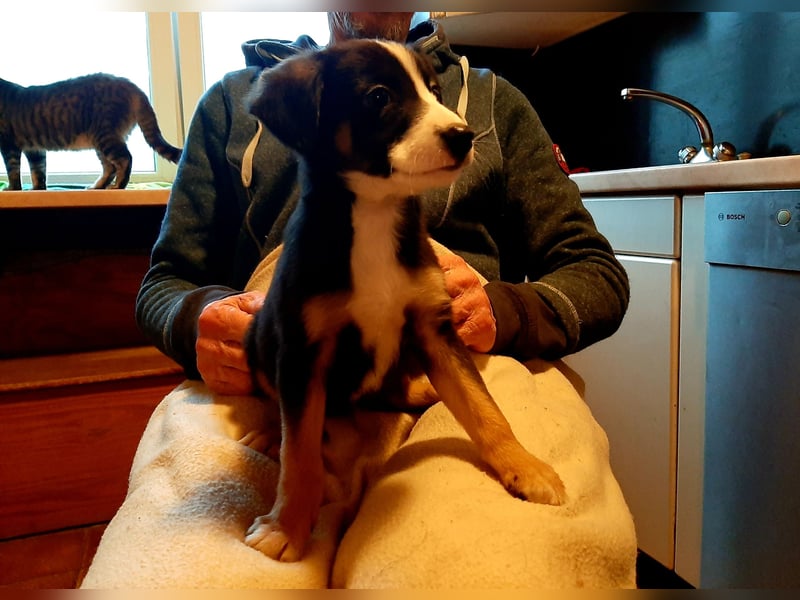 Sheltie Collie Mischlings Welpen