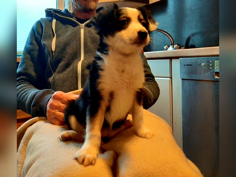 Sheltie Collie Mischlings Welpen
