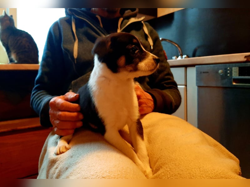 Sheltie Collie Mischlings Welpen