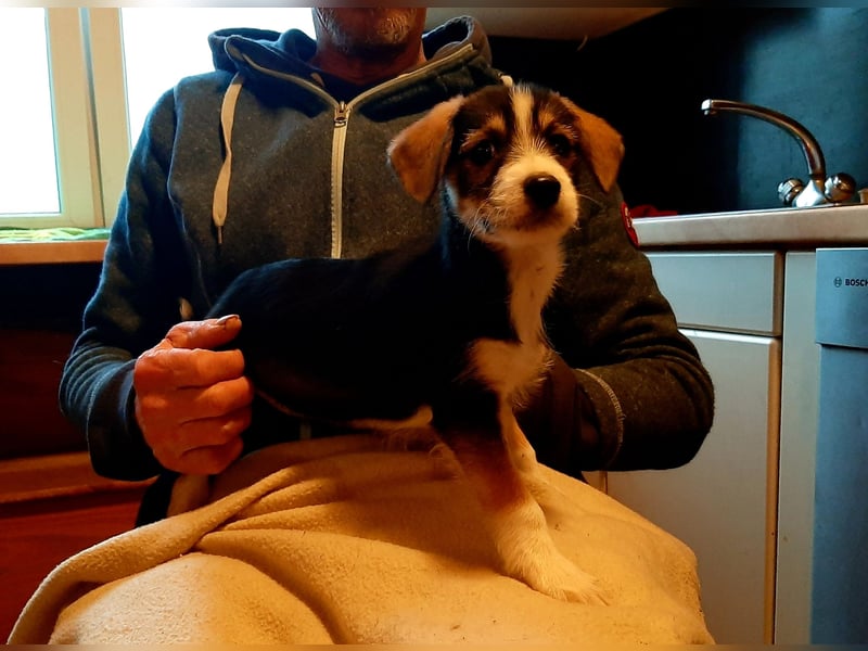 Sheltie Collie Mischlings Welpen