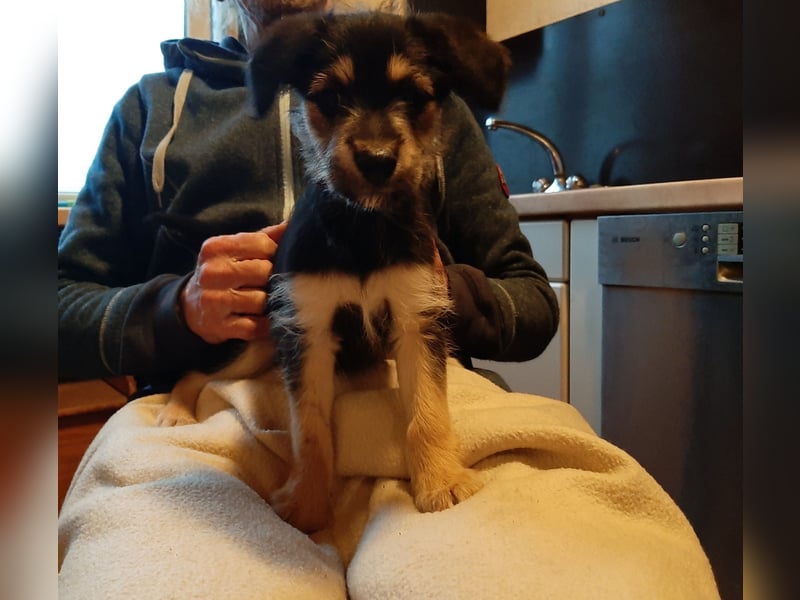 Sheltie Collie Mischlings Welpen