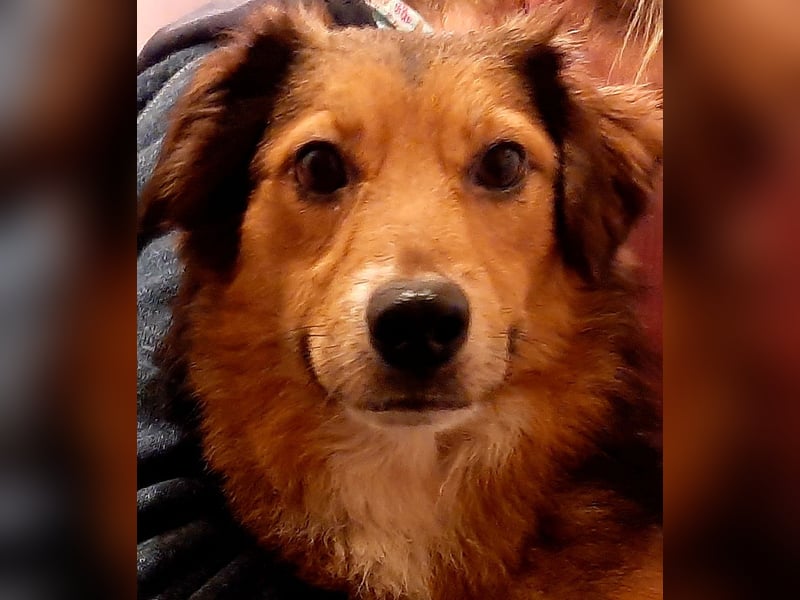 Sheltie Collie Mischlings Welpen
