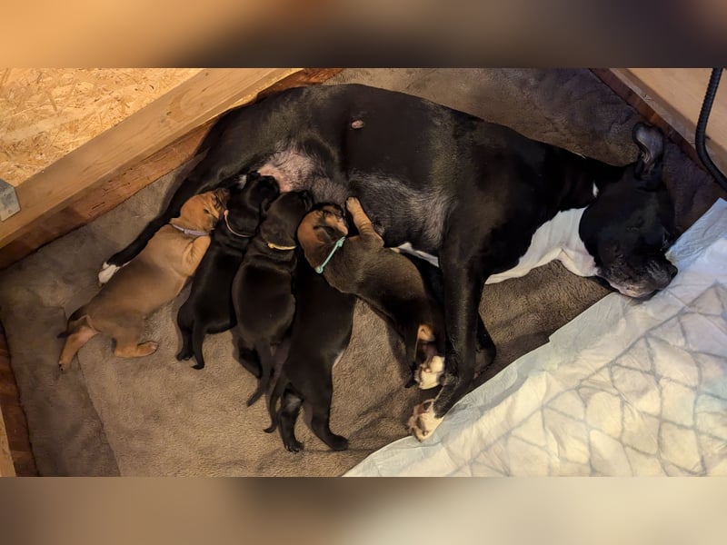 2 wunderschöne Boxer Dobermann Mischlingswelpen
