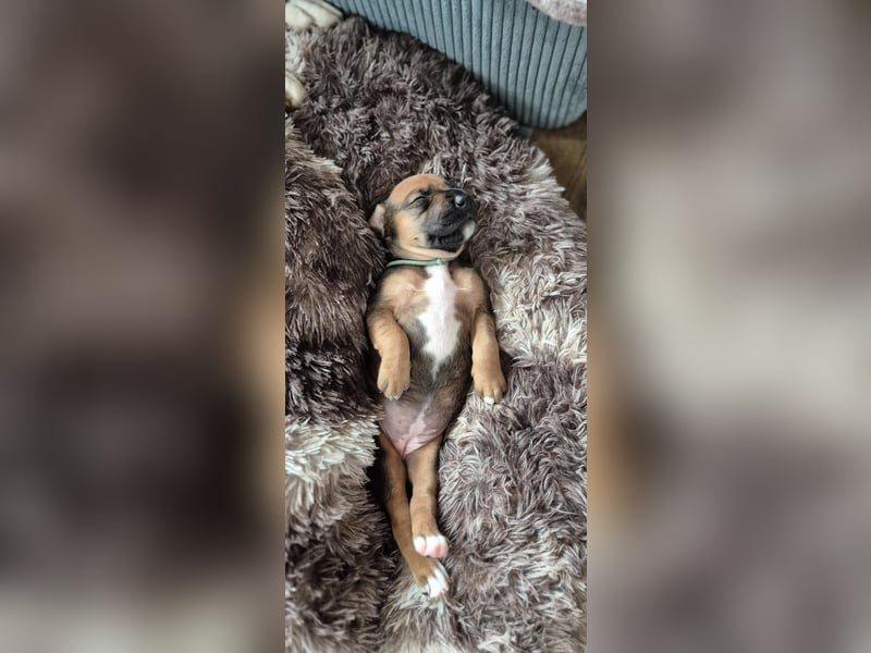 2 wunderschöne Boxer Dobermann Mischlingswelpen