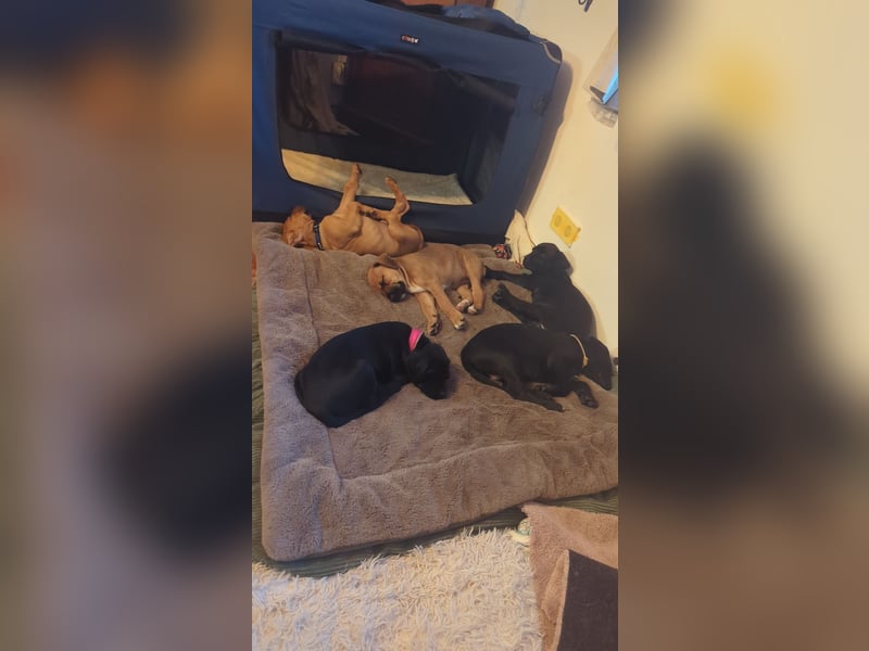 2 wunderschöne Boxer Dobermann Mischlingswelpen