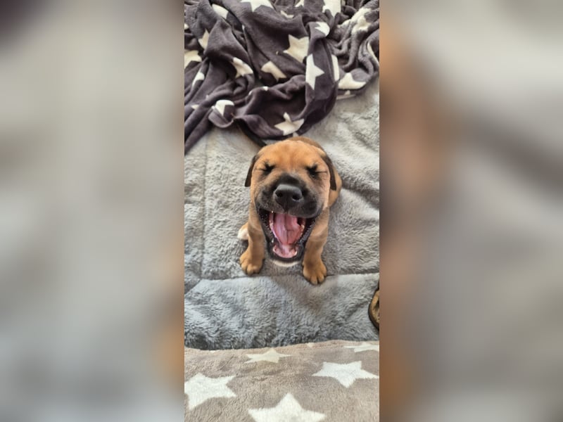 2 wunderschöne Boxer Dobermann Mischlingswelpen