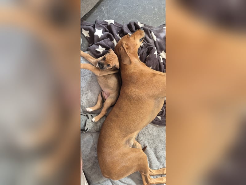 2 wunderschöne Boxer Dobermann Mischlingswelpen