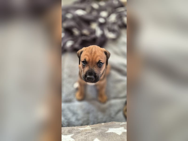 2 wunderschöne Boxer Dobermann Mischlingswelpen