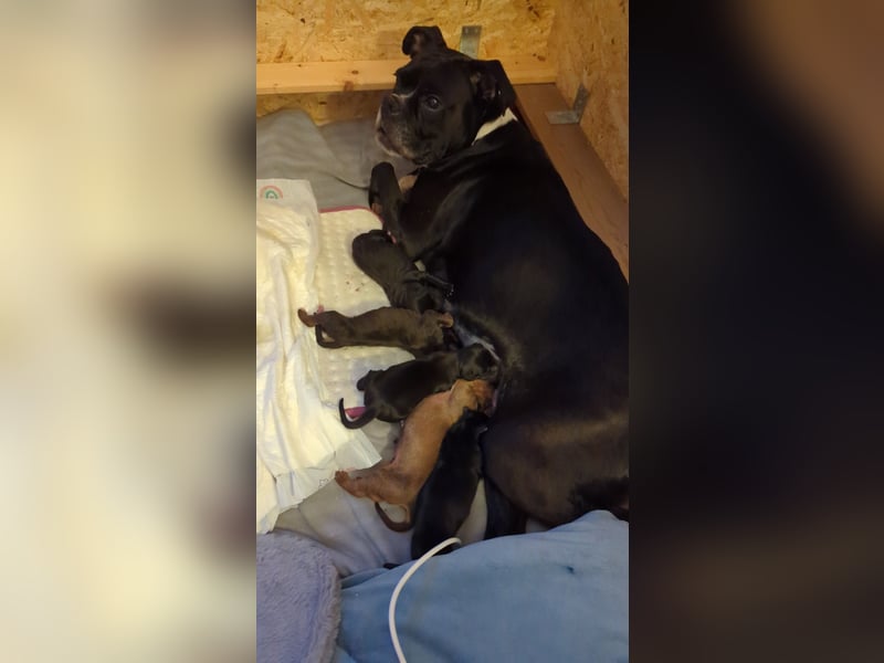 2 wunderschöne Boxer Dobermann Mischlingswelpen